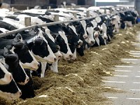 Newlands Farm - Dairy